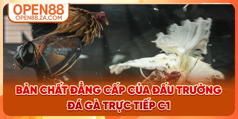 Bản chất đẳng cấp của đấu trường đá gà trực tiếp C1 Bản chất đẳng cấp của đấu trường đá gà trực tiếp C1