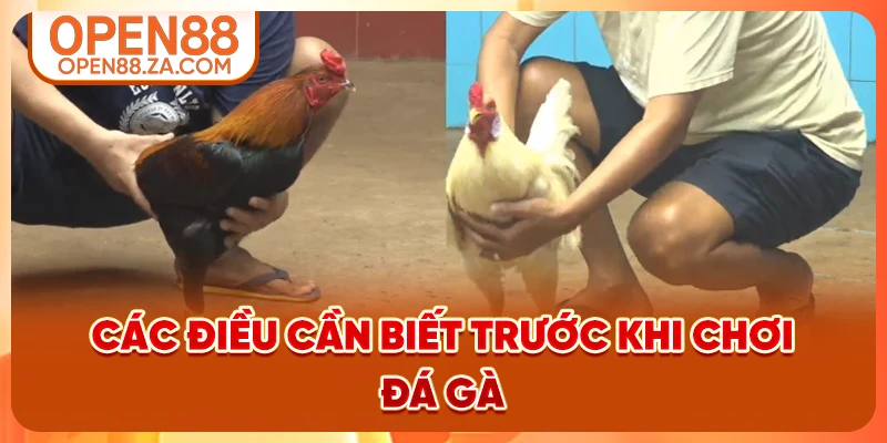 Các điều cần biết trước khi chơi đá gà Các điều cần biết trước khi chơi đá gà