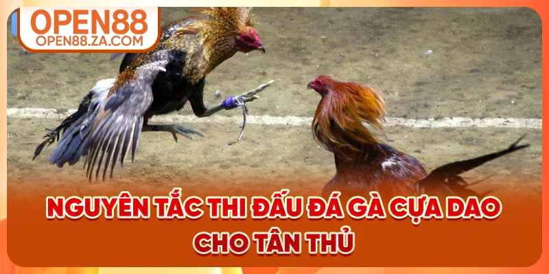 Nguyên tắc thi đấu đá gà cựa dao cho tân thủ Nguyên tắc thi đấu đá gà cựa dao cho tân thủ