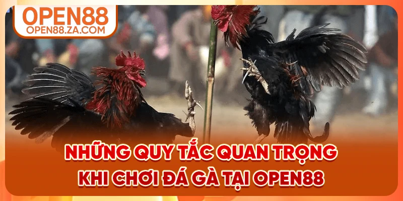 Những quy tắc quan trọng khi chơi đá gà tại OPEN88 Những quy tắc quan trọng khi chơi đá gà tại OPEN88