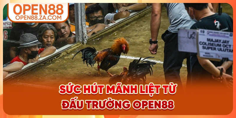 Sức hút mãnh liệt từ đấu trường OPEN88 Sức hút mãnh liệt từ đấu trường OPEN88