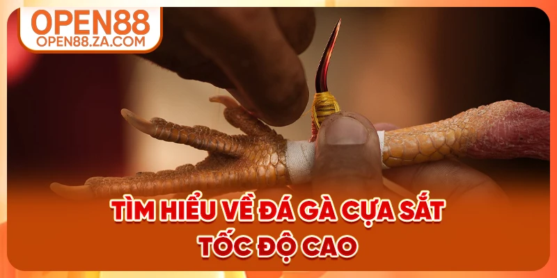 Tìm hiểu về đá gà cựa sắt tốc độ cao Tìm hiểu về đá gà cựa sắt tốc độ cao