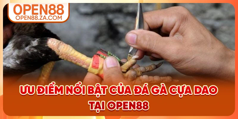 Ưu điểm nổi bật của đá gà cựa dao tại OPEN88 Ưu điểm nổi bật của đá gà cựa dao tại OPEN88