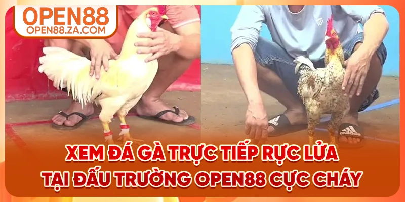 Xem đá gà trực tiếp rực lửa tại đấu trường OPEN88 cực cháy Xem đá gà trực tiếp rực lửa tại đấu trường OPEN88 cực cháy