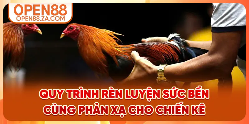 Quy trình rèn luyện sức bền cùng phản xạ cho chiến kê